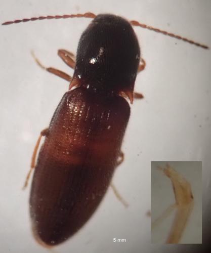 Réf. 298 170 : Agriotes pallidulus